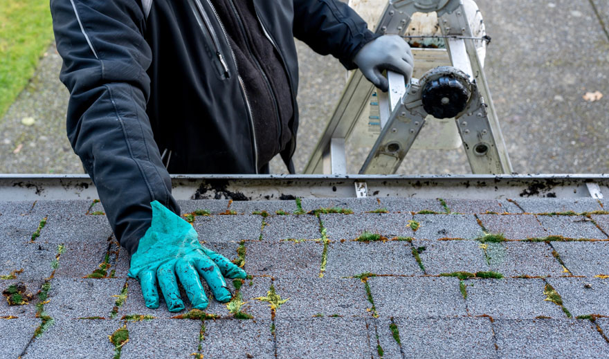 A roof with moss growing on it in need of roof maintenance with a worker inspecting it